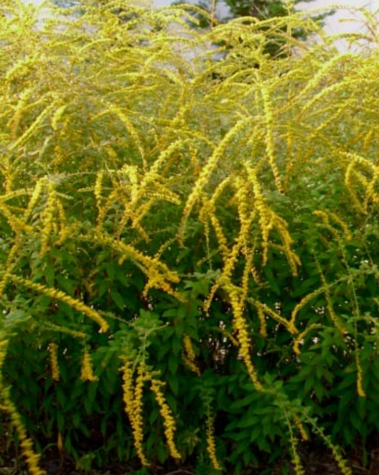 Fireworks Goldenrod (1 gal)