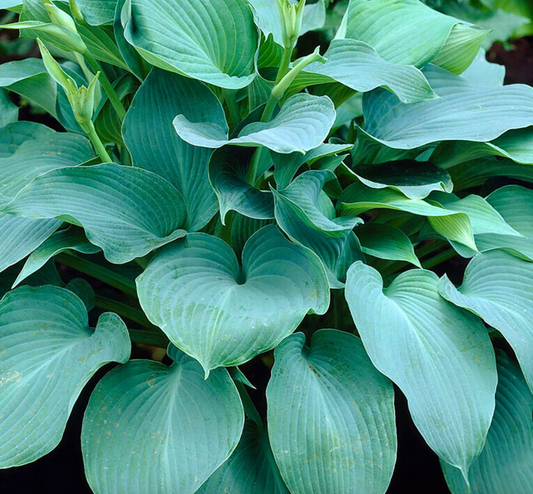 Hosta 'Blue Angel' (1 Gallon)