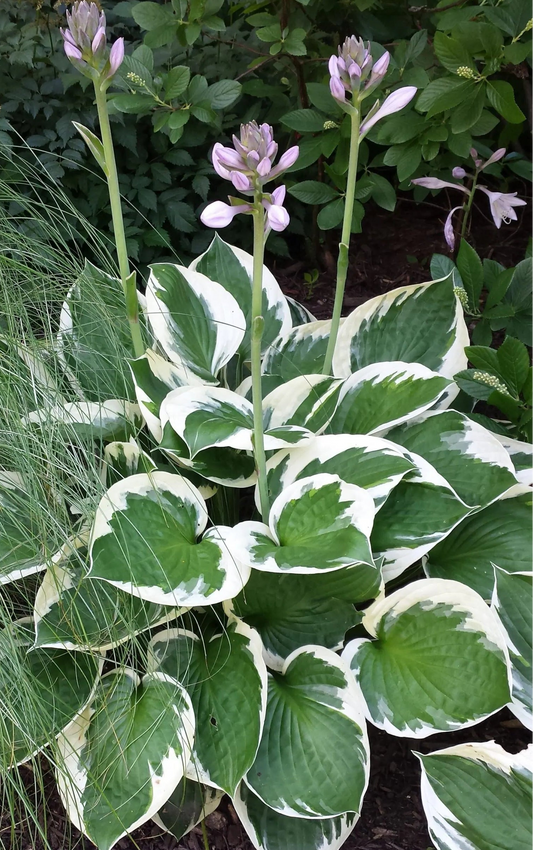 Patriot Hosta (1 gal)