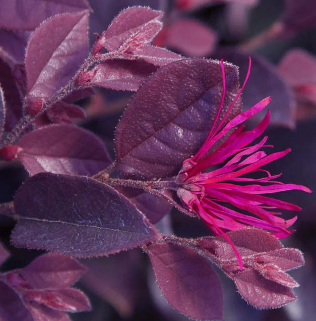 Purple Daydream Loropetalum (3 gal)