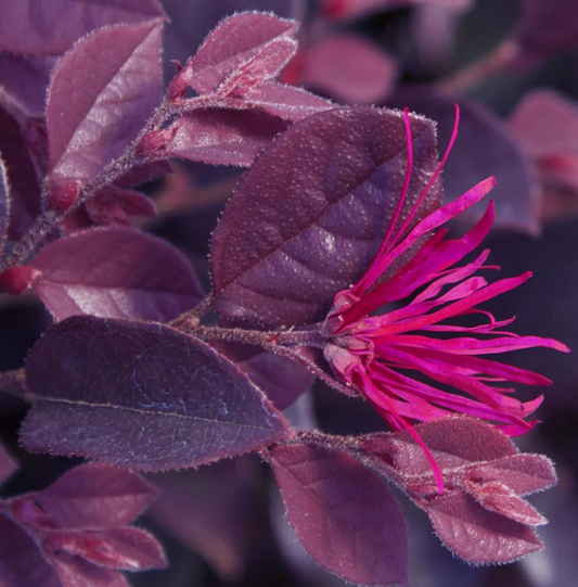 Purple Daydream Loropetalum (3 gal)