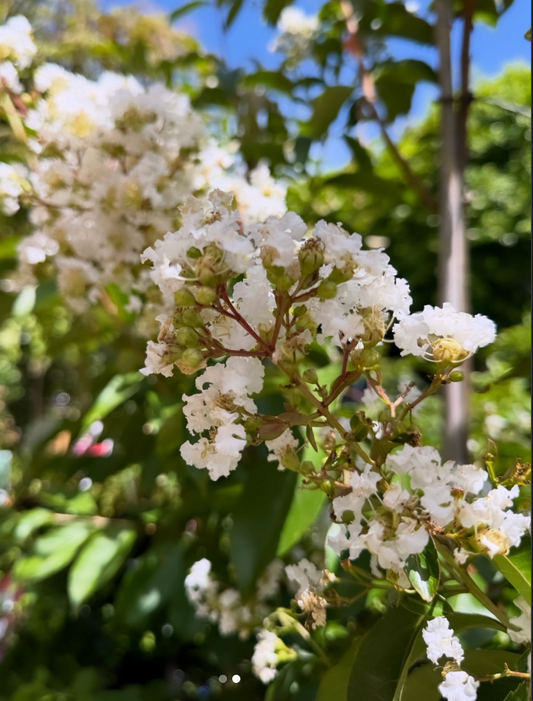 Natchez Crape Myrtle (15 gal)