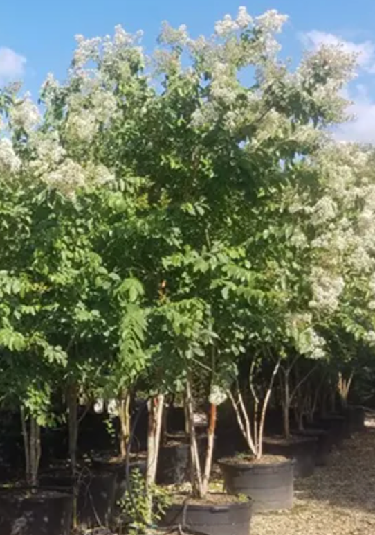 Natchez Crape Myrtle (15 gal)