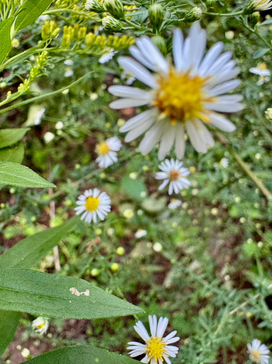 New England Aster (1 gal)
