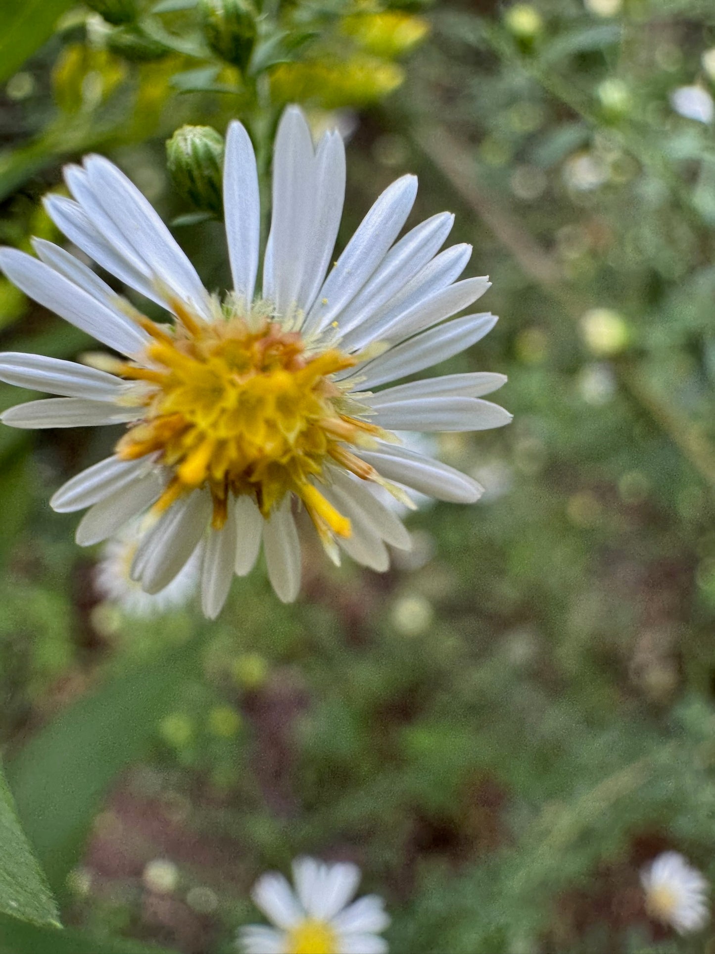 New England Aster (1 gal)