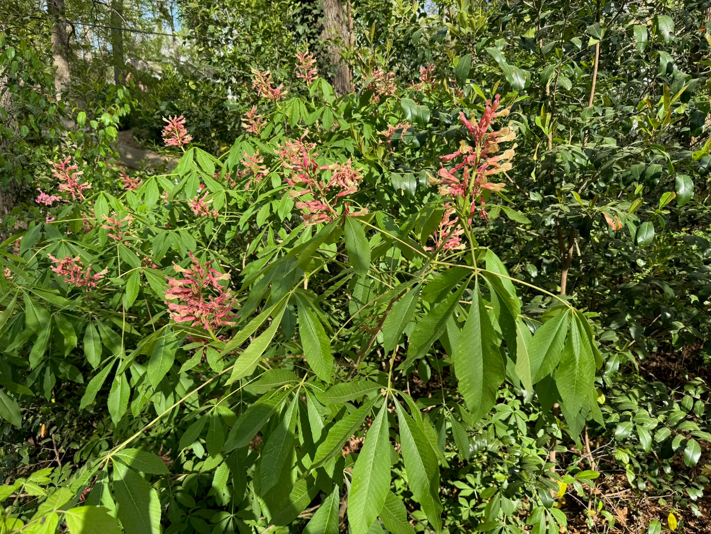Red Buckeye (3 gal)
