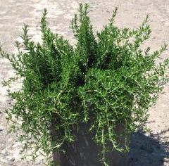 Prostrata Rosemary