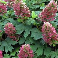Hydrangea 'Ruby Slippers' Oakleaf 3G