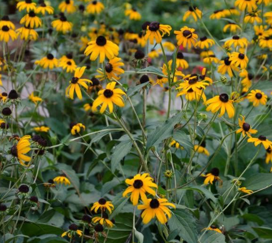 Goldsturm Black-Eyed Susan (1 gal)