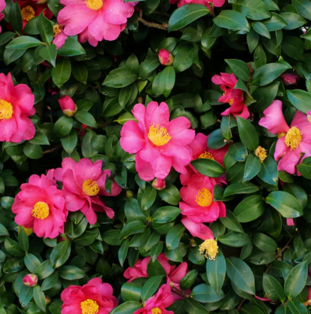 Shishigashira Camellia (3 gal)