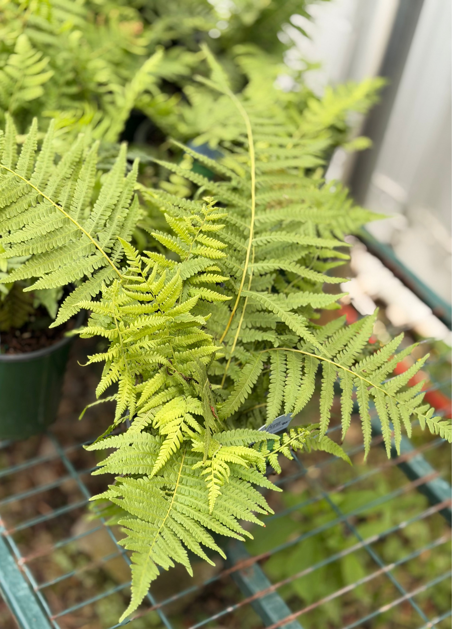 Southern Shield Fern (1 gal)