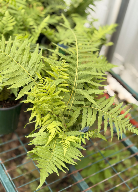 Southern Shield Fern (1 gal)