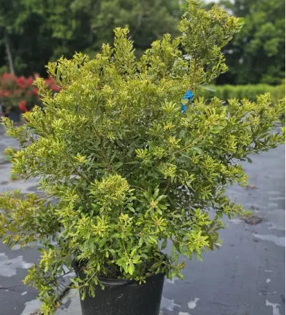 Southern Wax Myrtle (3 gal)