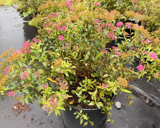 Spirea 'Neon Flash' 3G