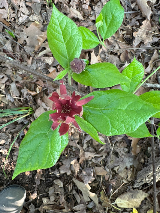 Sweetshrub (2 gal)