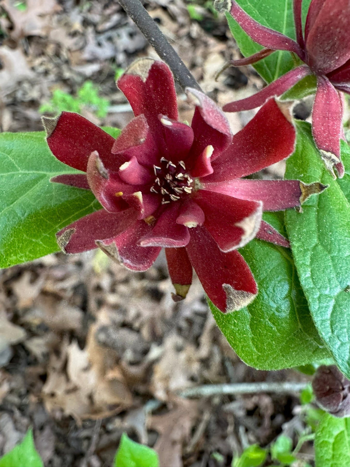 Sweetshrub (2 gal)