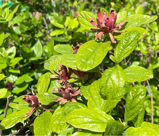 Sweetshrub Calycanthus 3G